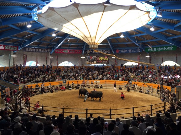 定期闘牛大会正月場所 定期闘牛大会正月場所