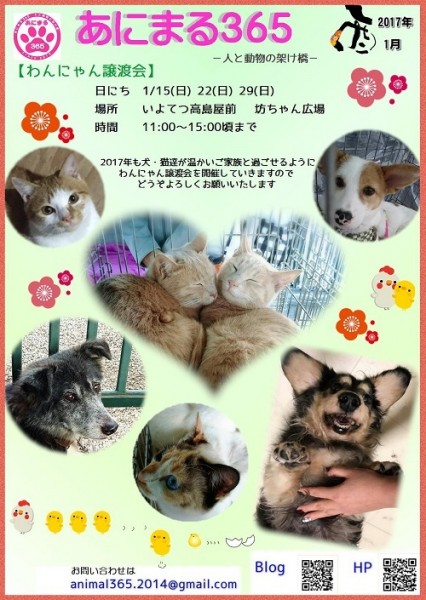 わんにゃん譲渡会 わんにゃん譲渡会
