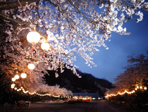 奥道後 湯桜まつり 奥道後 湯桜まつり