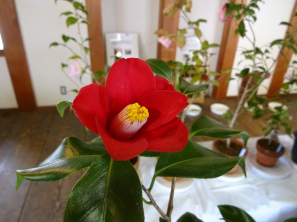 第20回 松山城二之丸つばき名花展 第20回 松山城二之丸つばき名花展