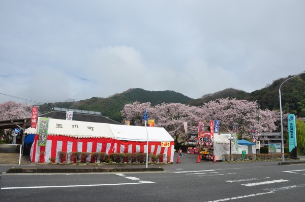 玉川湖畔の里「玉川ダム湖畔桜まつり」 玉川湖畔の里「玉川ダム湖畔桜まつり」