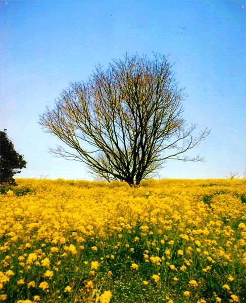 菜の花畑で田舎塾 in されだに 菜の花畑で田舎塾 in されだに