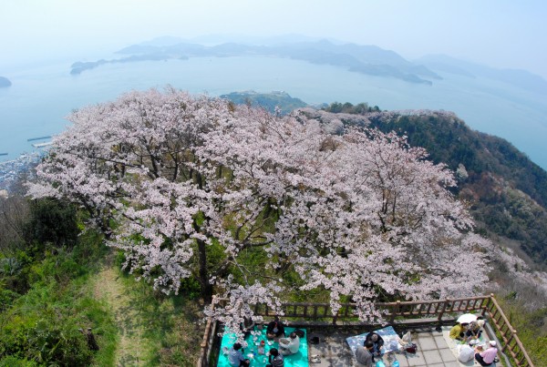 いわぎ桜まつり いわぎ桜まつり