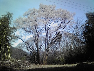 山桜・お花見ハイキング 山桜・お花見ハイキング