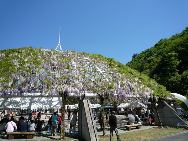 ゆらぎの森パーゴラ藤祭り ゆらぎの森パーゴラ藤祭り
