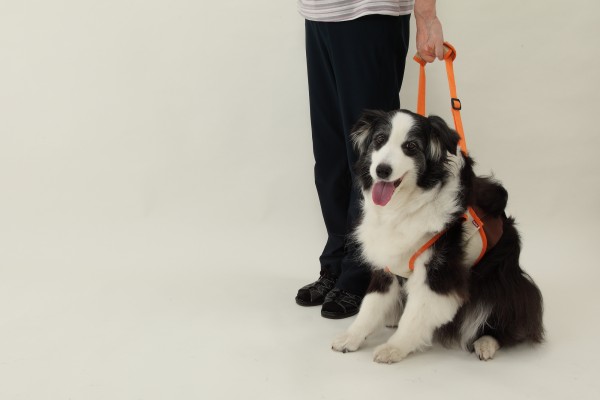 愛犬・愛猫のためのシニアペット介護術 愛犬・愛猫のためのシニアペット介護術