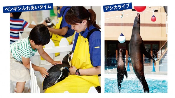 50周年の「みやじマリン」宮島水族館へ行こう 50周年の「みやじマリン」宮島水族館へ行こう