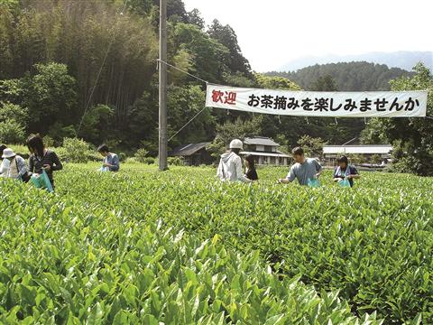第17回 霧の森 お茶まつり 第17回 霧の森 お茶まつり