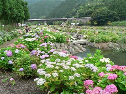 嶺南あじさい観賞会 嶺南あじさい観賞会