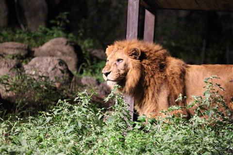 とべ動物園 夜の動物園 とべ動物園 夜の動物園
