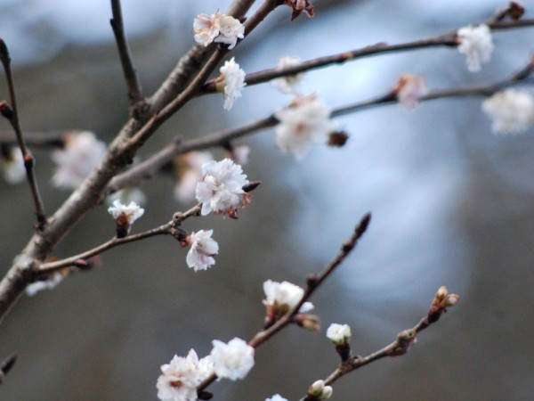 マイントピア別子冬の桜まつり マイントピア別子冬の桜まつり
