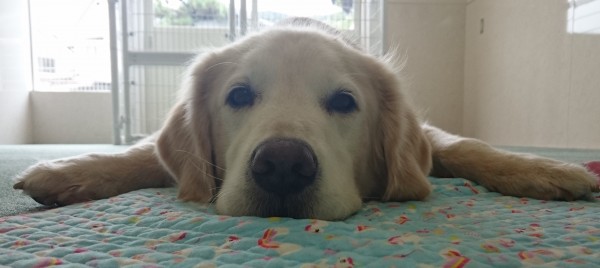 飼い主さんとワンちゃんのための「Tタッチセミナー」 飼い主さんとワンちゃんのための「Tタッチセミナー」