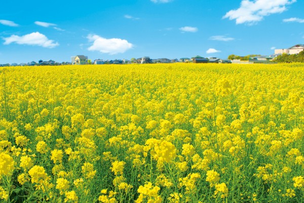 見奈良菜の花まつり 見奈良菜の花まつり