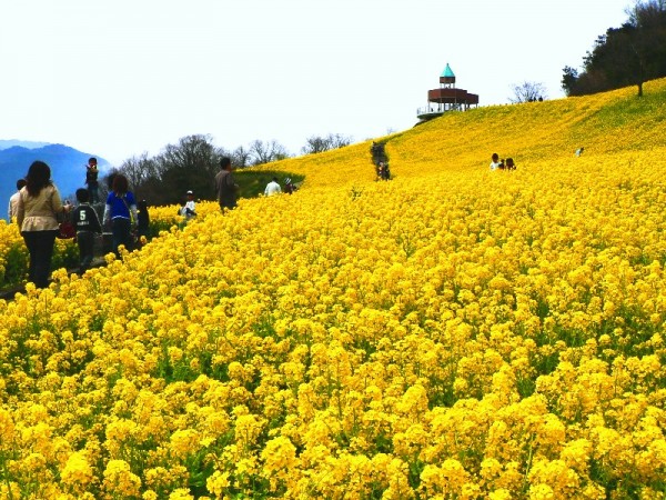 菜の花まつり 菜の花まつり