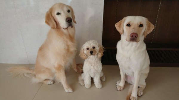 夏休み自由研究企画「介助犬・聴導犬をしろう」 夏休み自由研究企画「介助犬・聴導犬をしろう」
