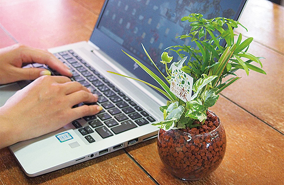 快適さを追求した観葉植物の寄せ植え 快適さを追求した観葉植物の寄せ植え