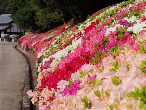 南楽園つつじまつり 南楽園つつじまつり