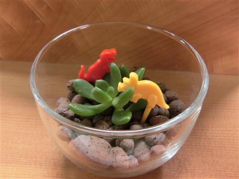 企画展関連ワークショップ「多肉植物で作るテラリウム」 企画展関連ワークショップ「多肉植物で作るテラリウム」