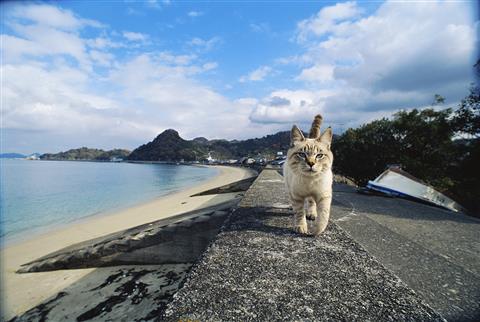 岩合光昭 いよねこ 猫と旅する写真展