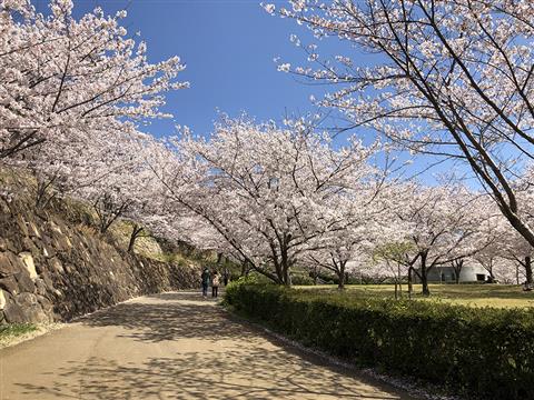松山総合公園でお花見