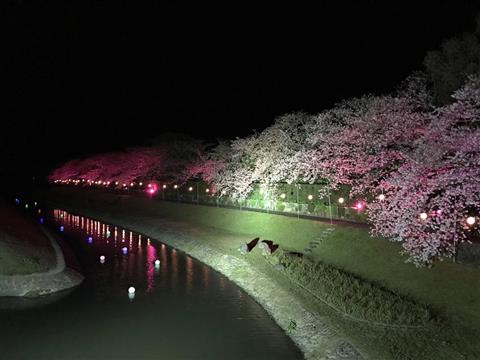 日本庭園南楽園 南楽園外堀桜まつり 愛媛のイベント トピックス デジタルシティえひめ