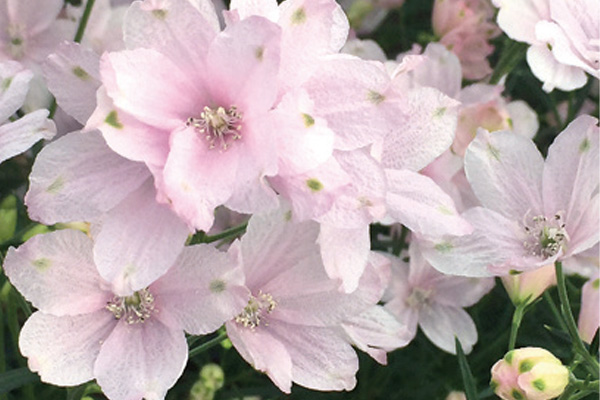 愛媛県オリジナルの花「さくらひめ」の鉢物購入キャンペーン