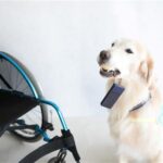 夏休み企画「介助犬・聴導犬を知ってください」