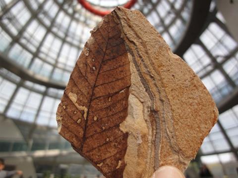 ワークショップ「化石を発掘しよう！～木の葉化石編～」