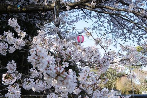 南楽園外堀桜まつり