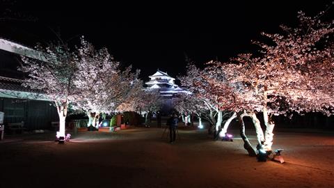 松山城 桜ライトアップ