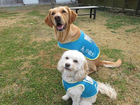 夏休み自由研究企画「介助犬・聴導犬のお仕事を知ろう」
