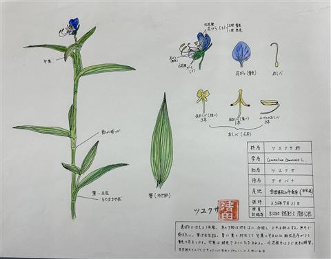 ～日本の植物分類学の父～牧野富太郎博士に学ぶ