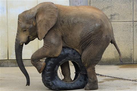 休園日の特別な動物園「TOkuBEZOO（とくべずー）」