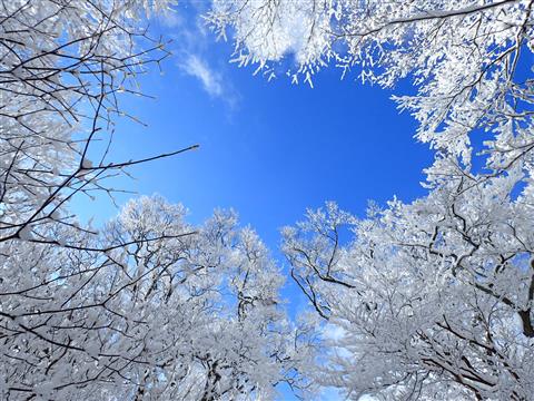 石鎚森の学校2024冬 氷点下の森の自然観察＆雪遊び