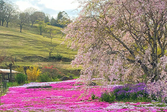 山本牧場芝桜まつり