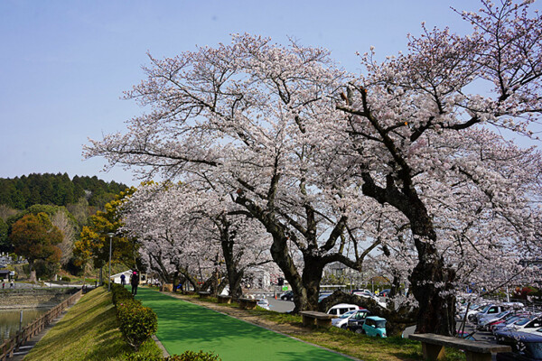 滝の宮公園 お花見