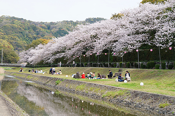 南楽園外堀桜まつり