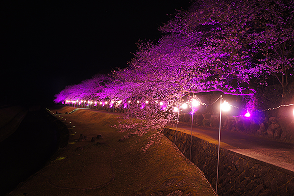 南楽園外堀桜まつり