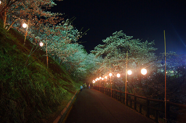 大森山桜まつり