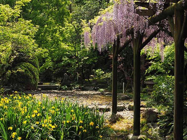 天赦園 藤の花