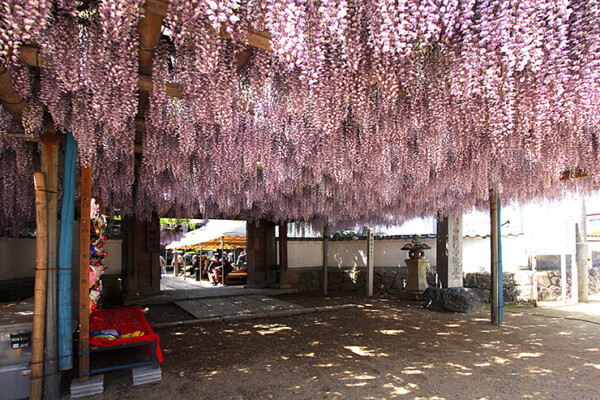 禎祥寺 藤棚