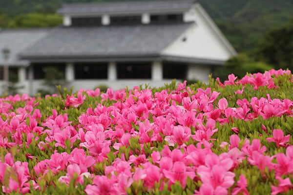 南楽園花菖蒲まつり