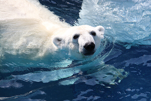 第37回とべ動物園写生大会