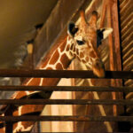 夜の動物園