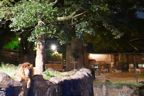 夜の動物園