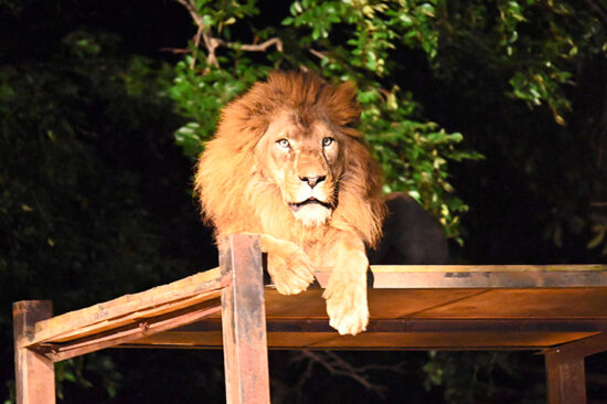 夜の動物園