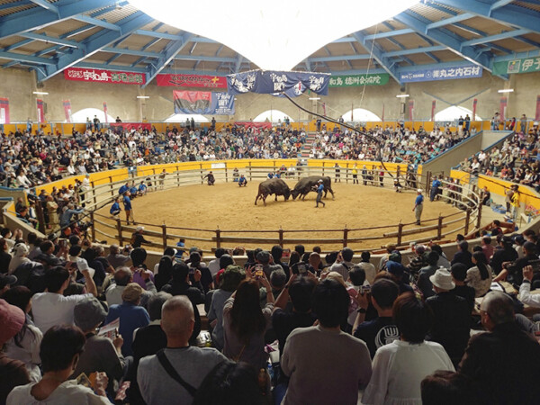 定期闘牛大会・秋場所