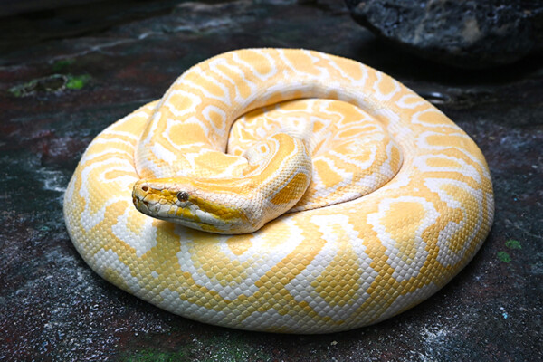 とべ動物園 干支おくり