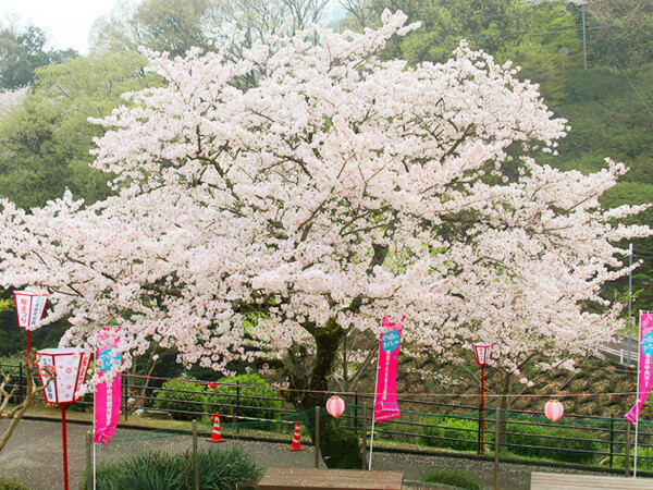 三島公園桜まつり