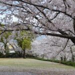 《特別イベント》ふれあい桜ウィーク